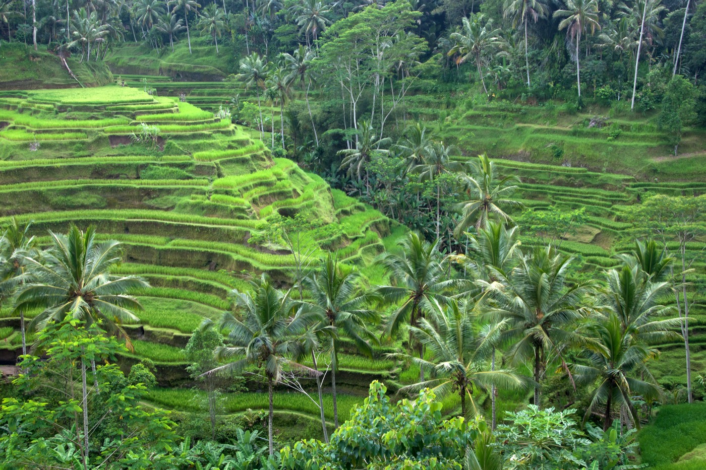 Lush green tropical rice terraces in Ubud Bali